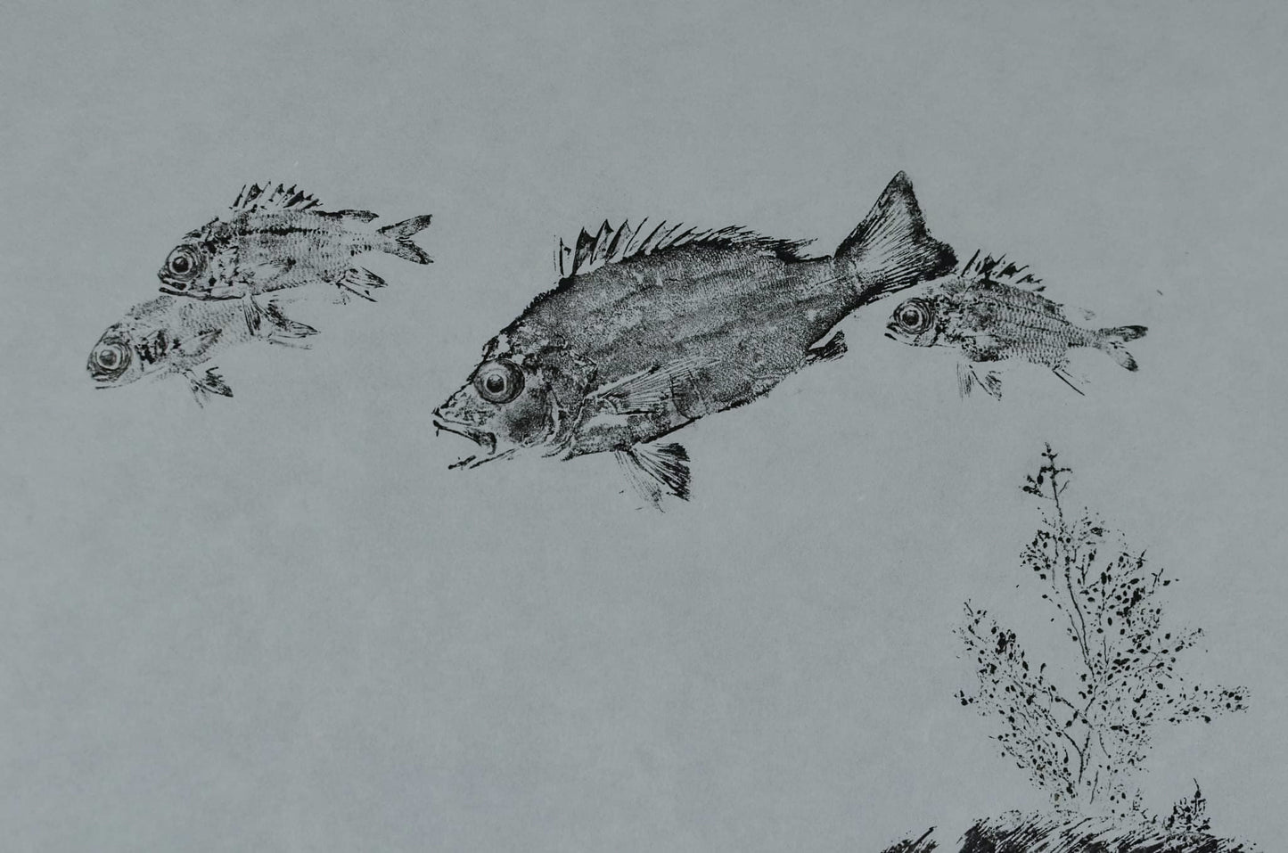 A Coral Trout's Garden