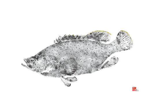 Barramundi Cod Reproduction