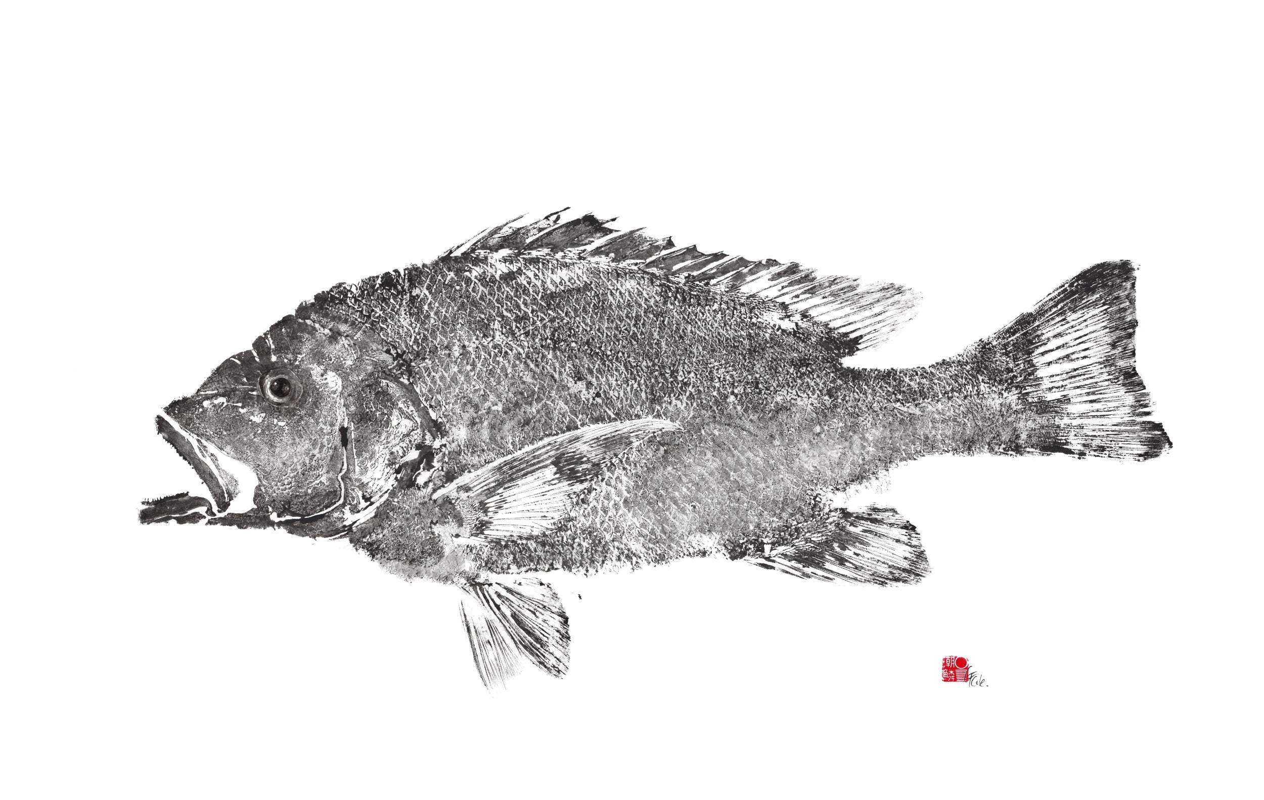 Saddle Tail Snapper Reproduction – Tidal Scales