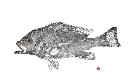 Saddle Tail Snapper Reproduction