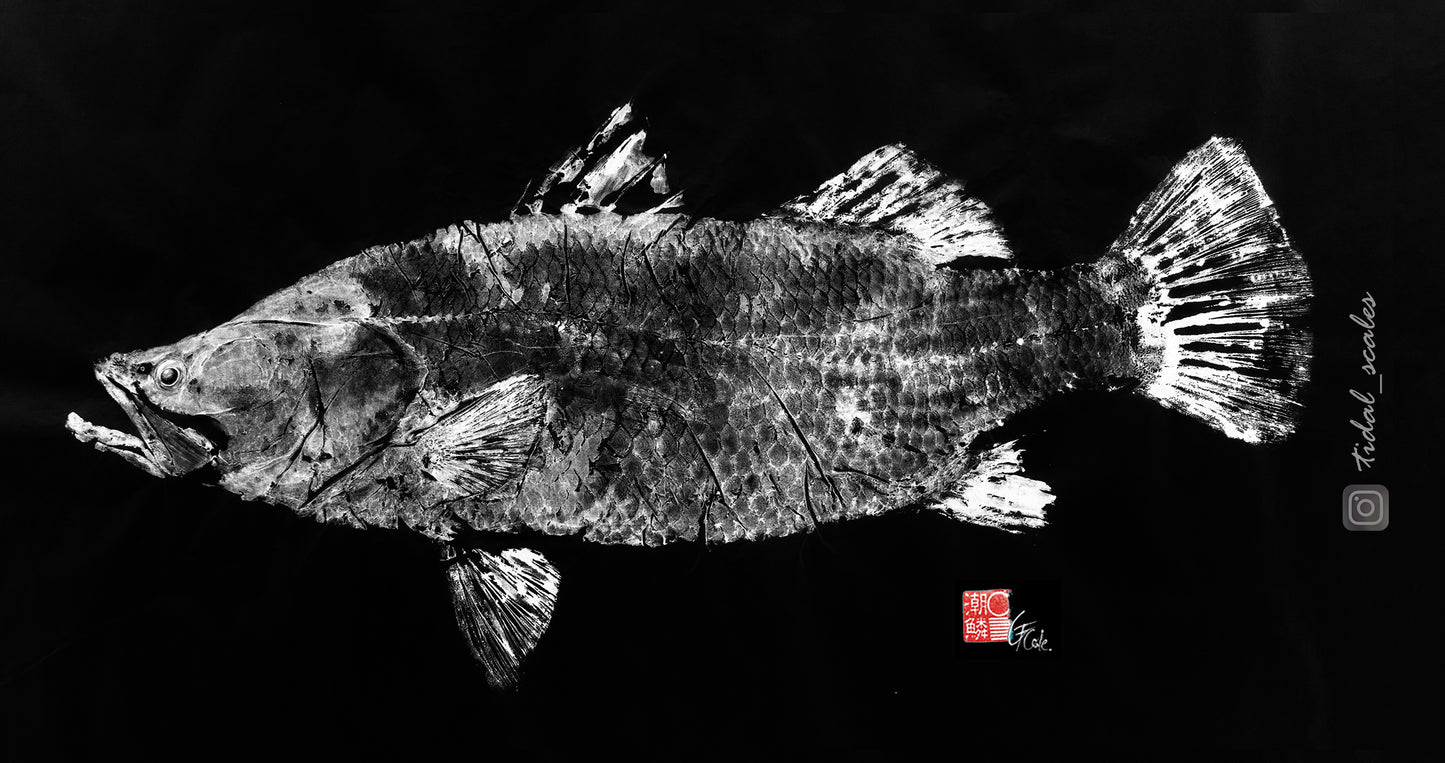 Barramundi Stubby